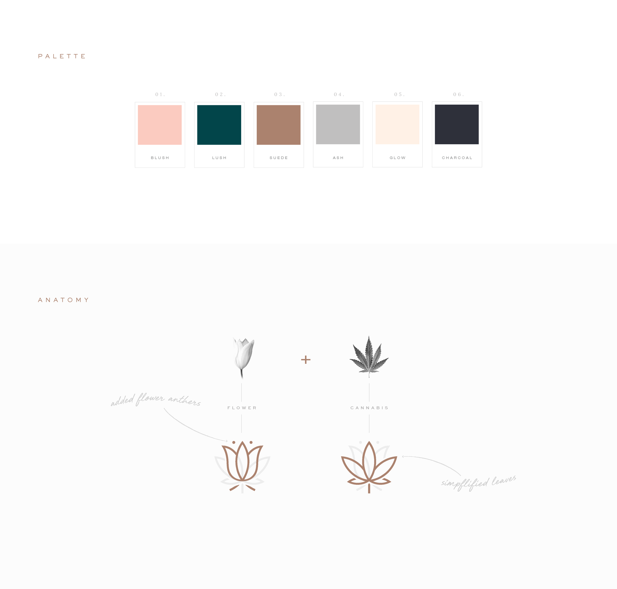 F&F_CaseStudy_Palette & Anatomy.png