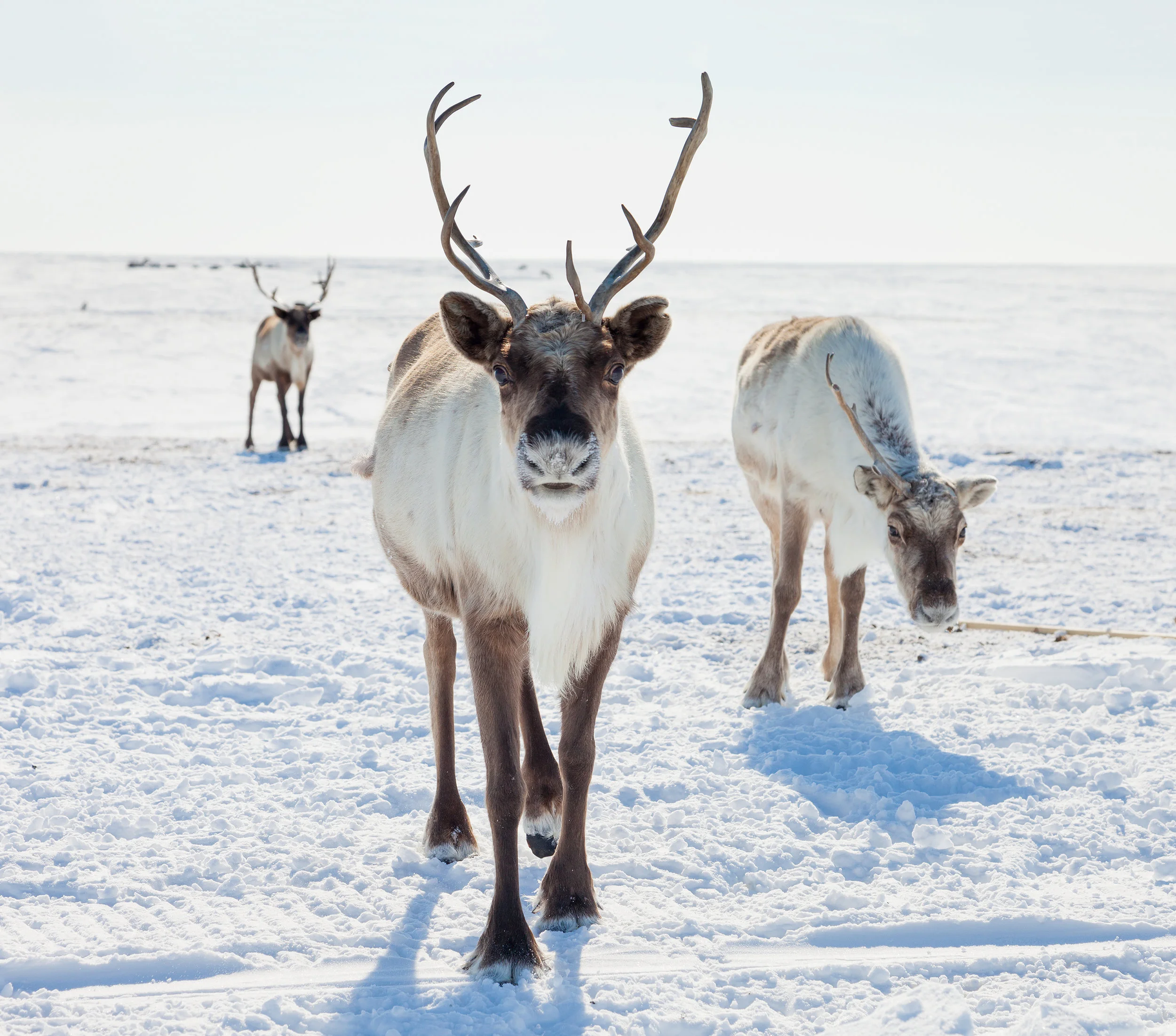 Caribou