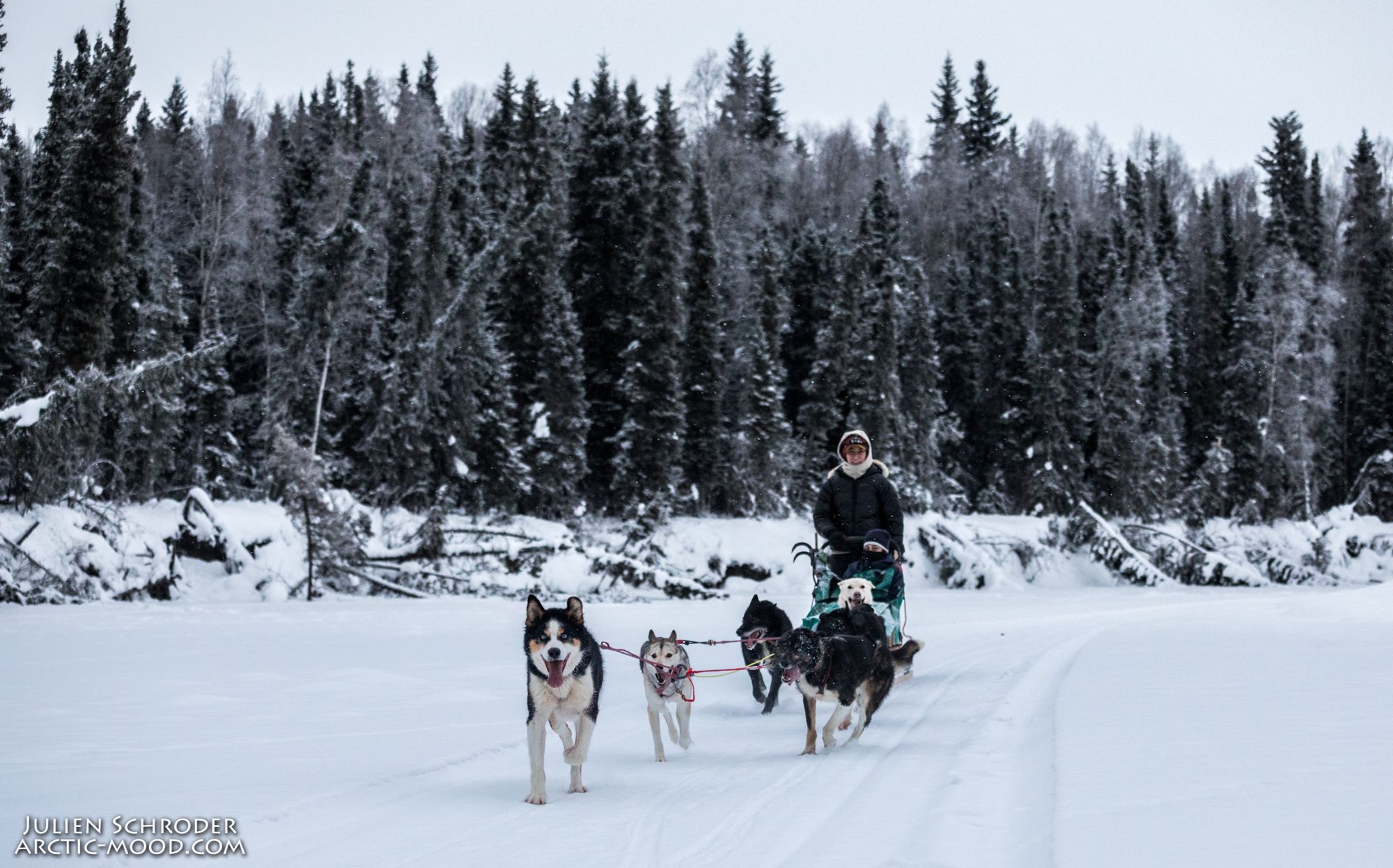  Chena  River  Mush  Alaska  Fairbanks  Two Rivers  Mushing  Sled Dogs  Dog Sledding  Alaskan Husky  Husky  Yukon Quest  Canine  Iditarod  Adventure  Tours  Tour  Tourism  Interactive  Hands On  Intimate  Unique  Private  Best  Premier  Chena  River 