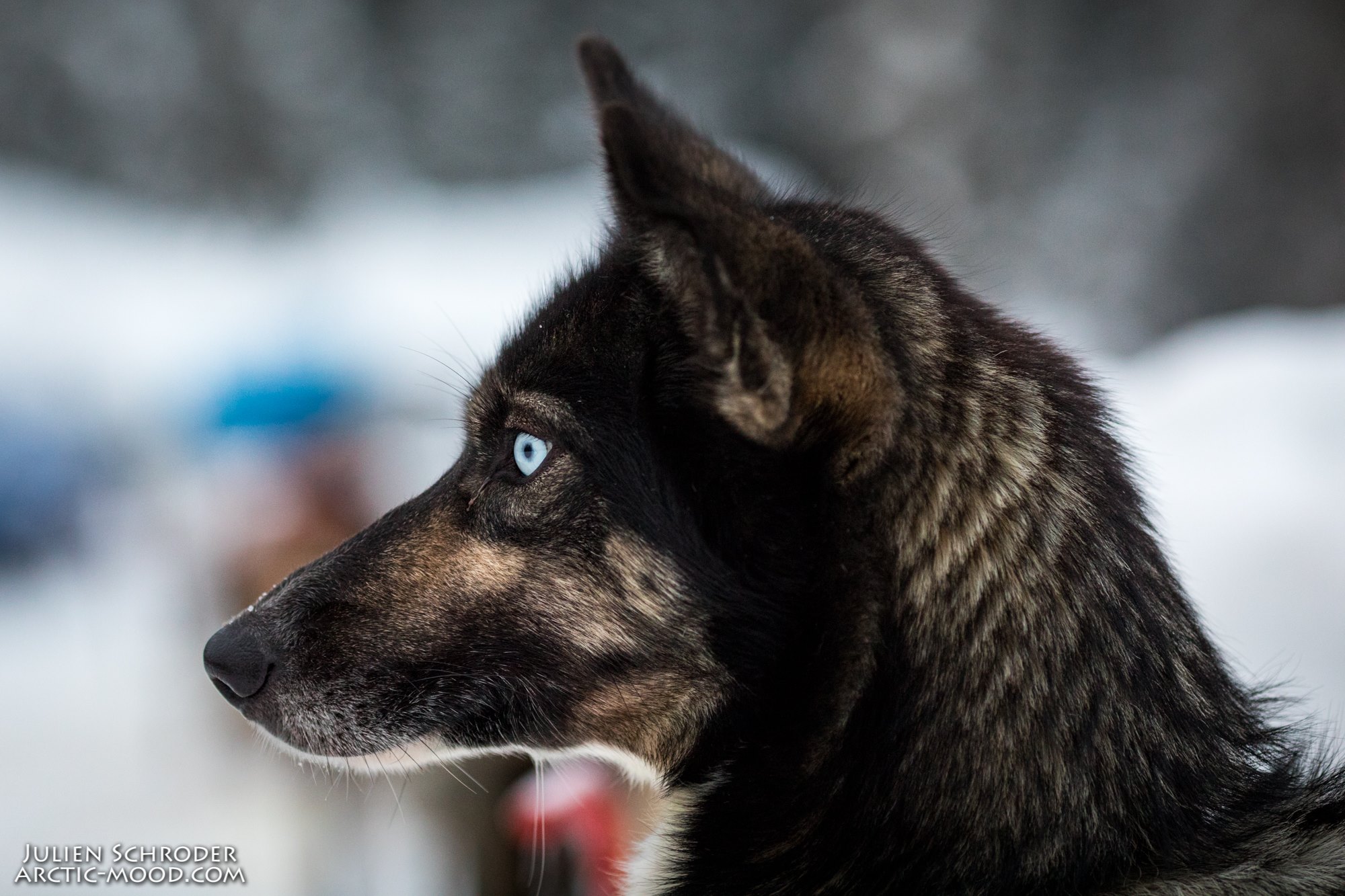  Chena  River  Mush  Alaska  Fairbanks  Two Rivers  Mushing  Sled Dogs  Dog Sledding  Alaskan Husky  Husky  Yukon Quest  Canine  Iditarod  Adventure  Tours  Tour  Tourism  Interactive  Hands On  Intimate  Unique  Private  Best  Premier  Chena  River 