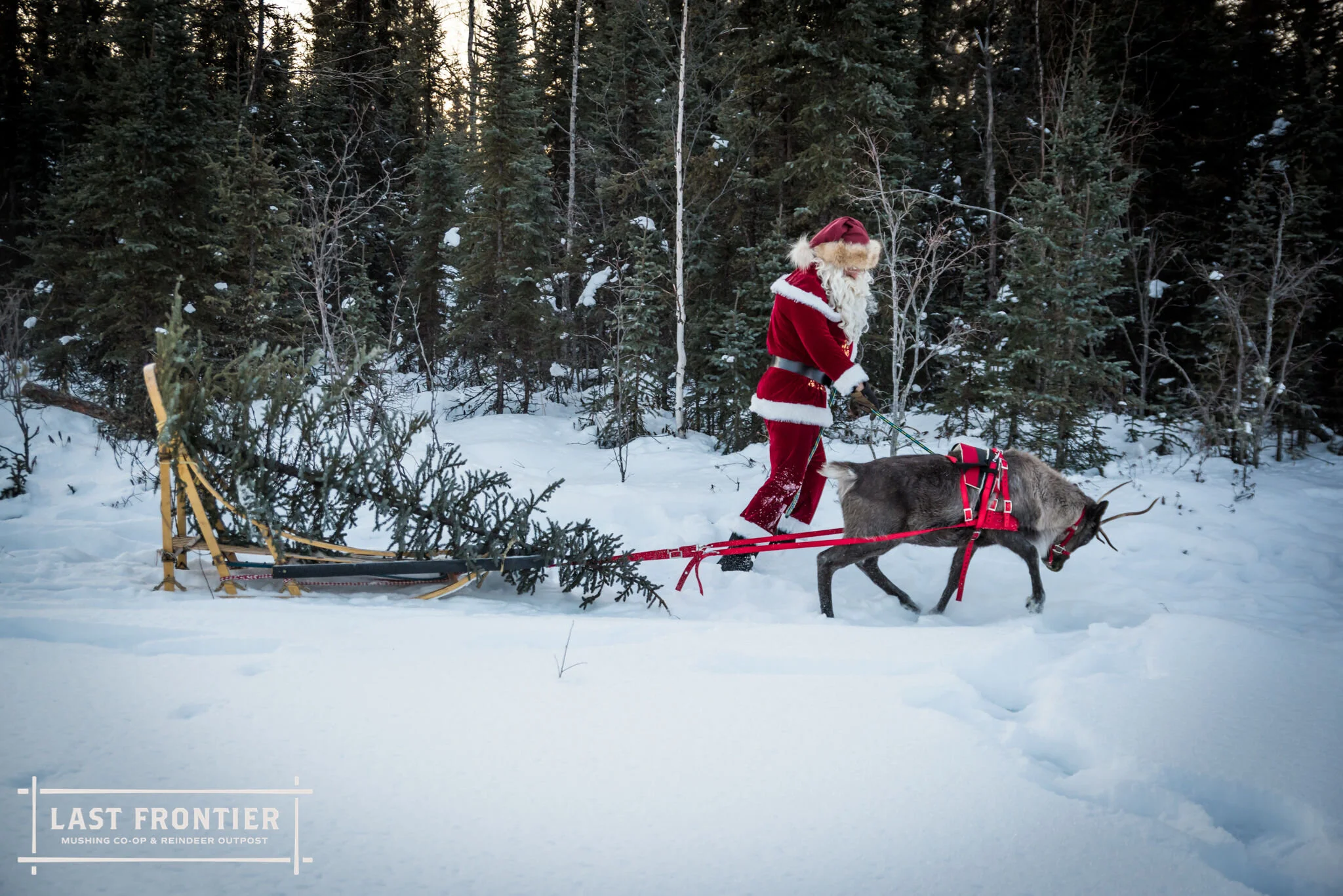 The Best Alaska Travel Experiences With Dog Sledding Aurora Tours Arctic Adventures