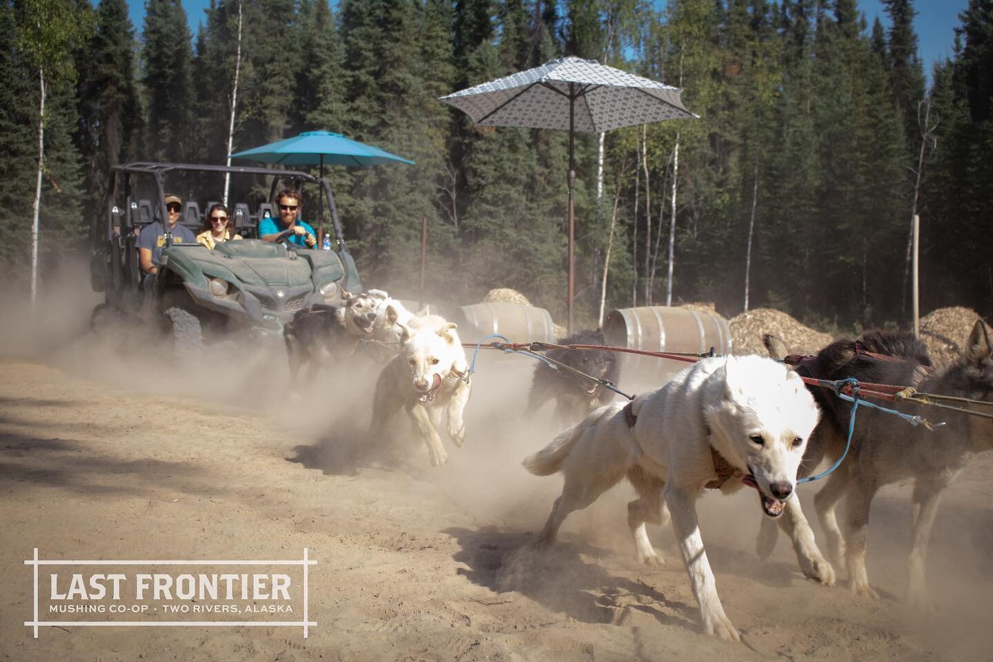 Summer mushing might be short and sweet (because of the heat), but the excitement is REAL!
.
.
.
@tukaway_sleddogkennel 
#alaska #fairbanksalaska #travelalaska #explorefairbanks #fairbanks #summertravel #summertour #alaskasummertour #sleddogs #wander