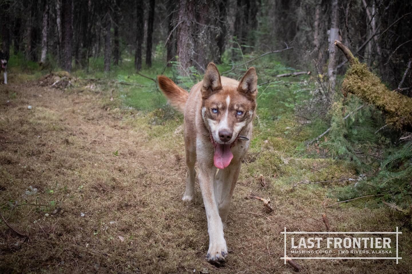 Meet our resident bad boy, Cocoa! With handsome blue eyes and a rich chocolate coat, he'll quickly lure you in with kisses and snuggles and then BAM he'll throw in a quick nibble to the toosh if you try to leave him! Thus, earning him the reputation 