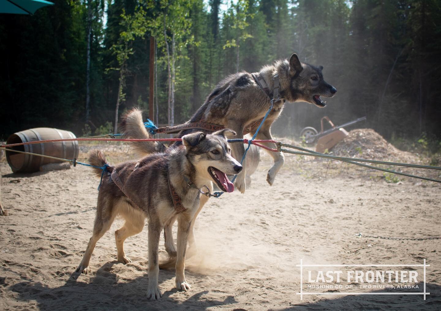 Boing! 
.
.
.

#explorefairbanks #fairbanks #summertravel #summertour #alaskasummertour #sleddogs #wanderlust #exploretheworld #travelbug #traveltheworld #tripadvisor #instatravel #travelgram #cooldestinations #lastfrontier #travelblogger #worldtrave