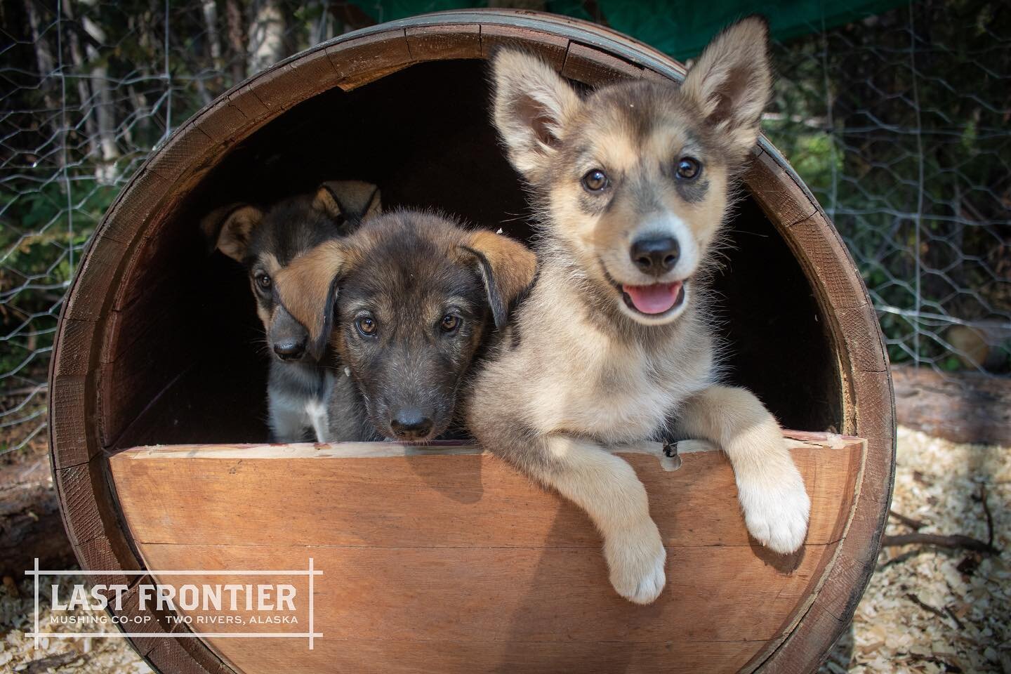 Happy little tater tots. 
.
.
.
#alaska #fairbanksalaska #travelalaska #explorefairbanks #fairbanks #summertravel #summertour #alaskasummertour #sleddogs #wanderlust #exploretheworld #travelbug #traveltheworld #tripadvisor #instatravel #travelgram #c