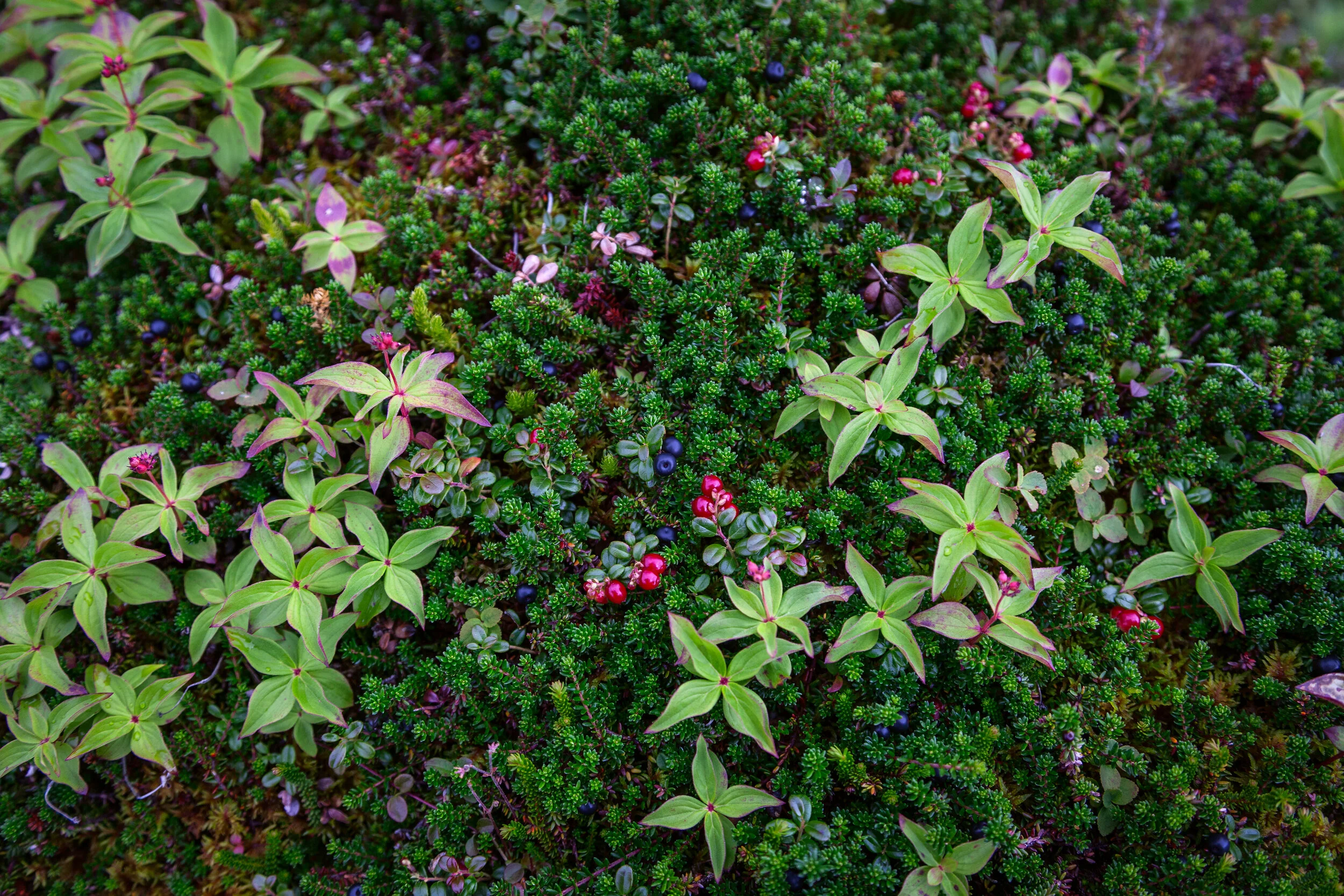 Fall has arrived in Fairbanks