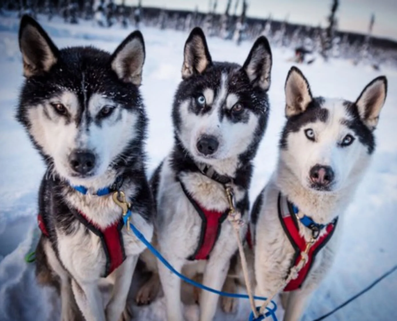 Siberian Huskies Expedition
