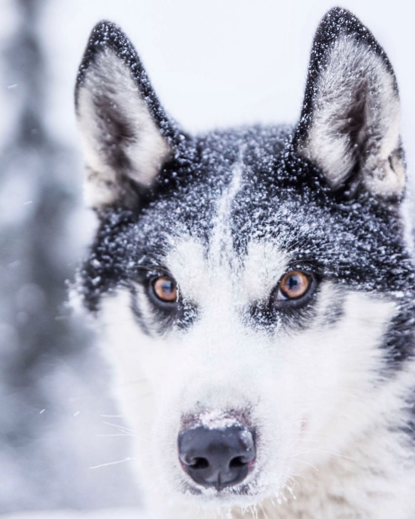 Alaska Sled Dog Adventure