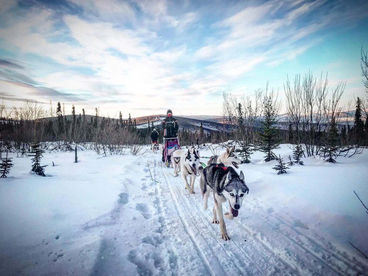 Mushing Siberian Husky Tour