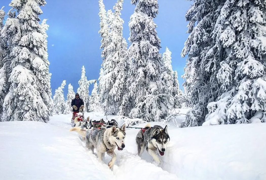 Arctic Dog Adventure Co