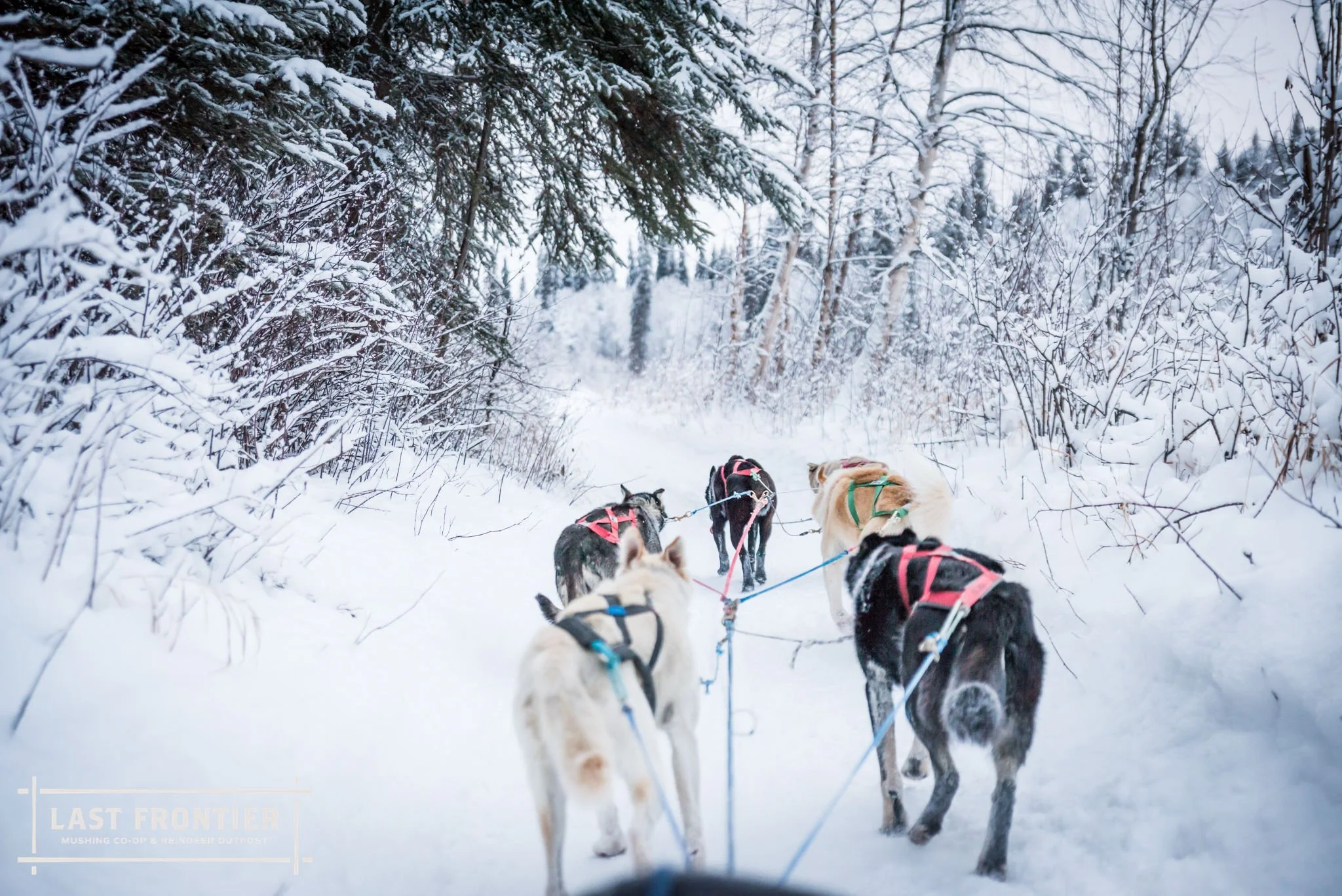 Daily Dog Sledding Fairbanks Aurora Tours & Daily Mushing Adventures