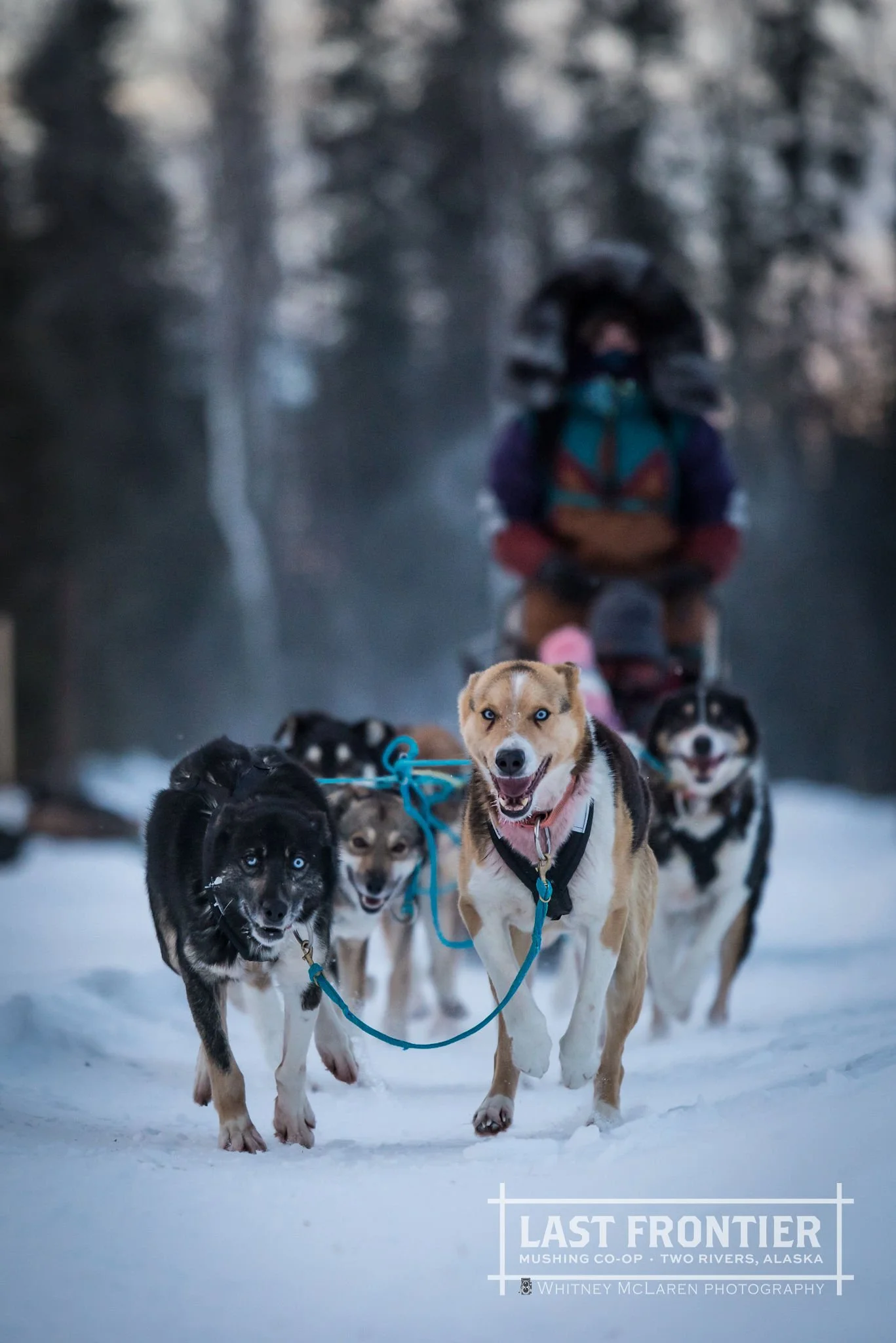 Daily Dog Sledding Fairbanks Aurora Tours & Daily Mushing Adventures