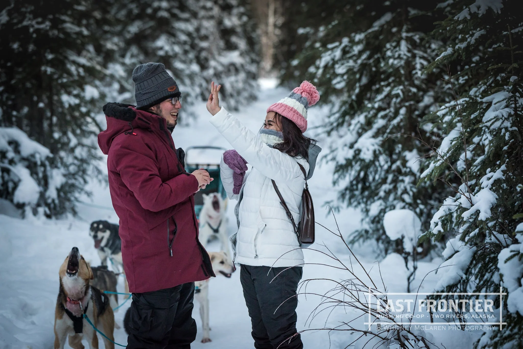 Daily Dog Sledding Fairbanks Aurora Tours & Daily Mushing Adventures