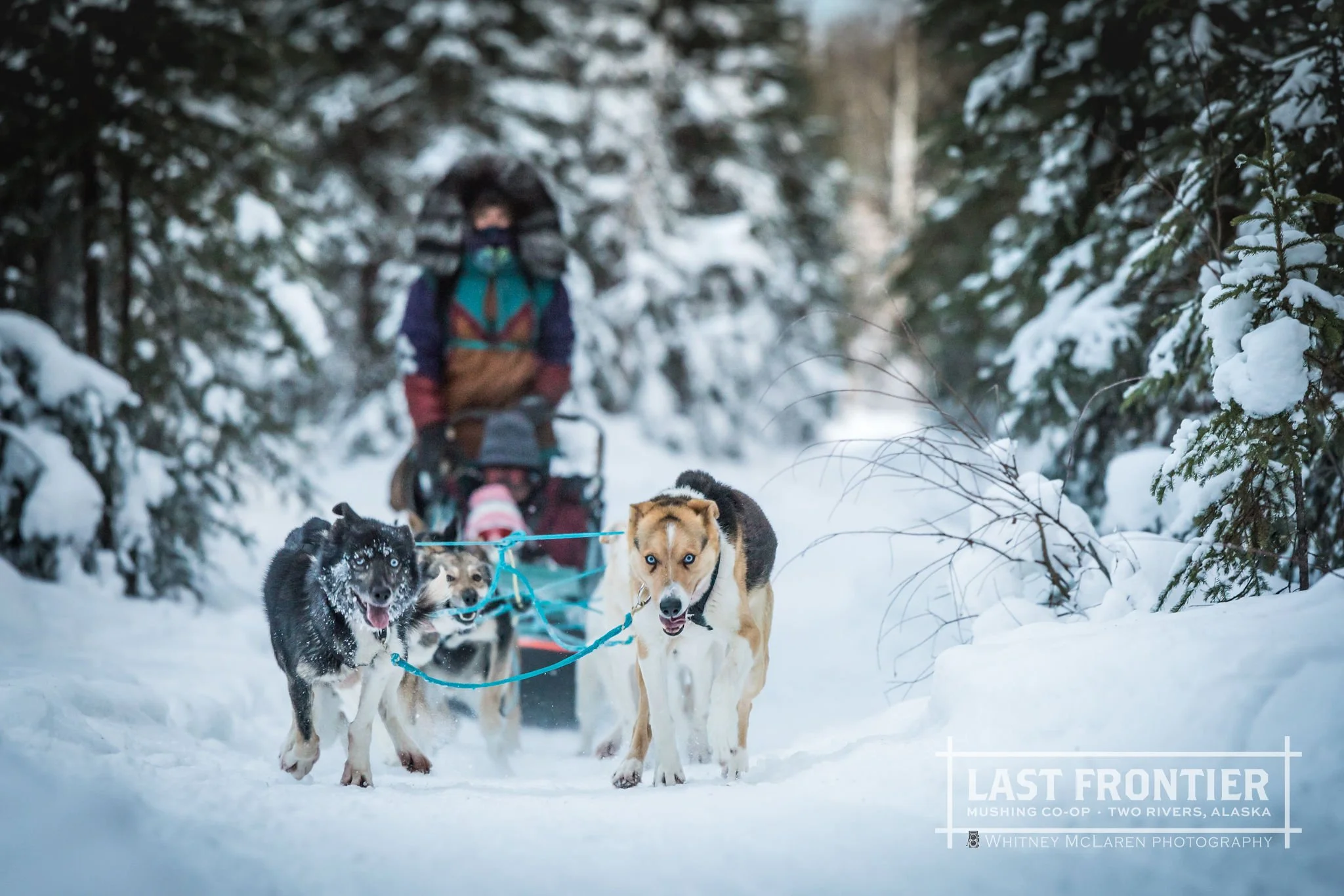 Daily Dog Sledding Fairbanks Aurora Tours & Daily Mushing Adventures