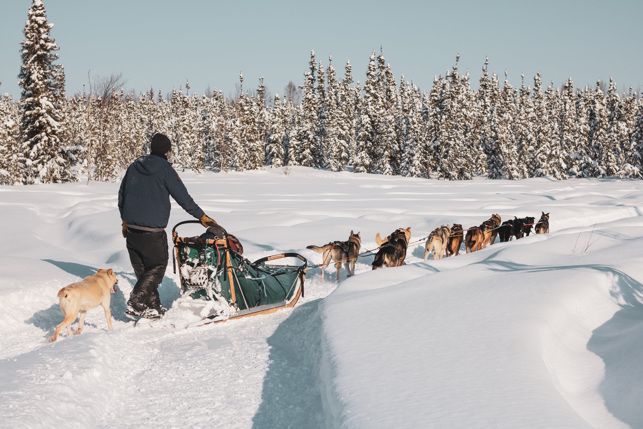 Alaska Dog Sledding  The Only 5.0 Star Rated Mushing Tour in Fairbanks