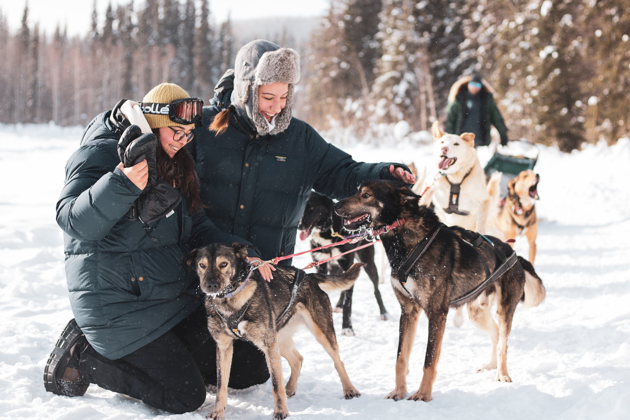 Alaska Dog Sledding  The Only 5.0 Star Rated Mushing Tour in Fairbanks