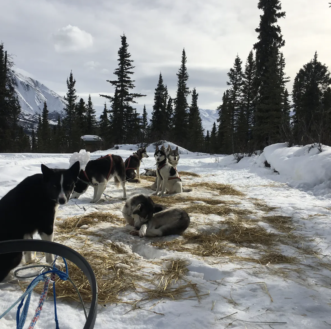 dog mushing Alaska