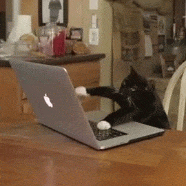 Cat Busy.gif