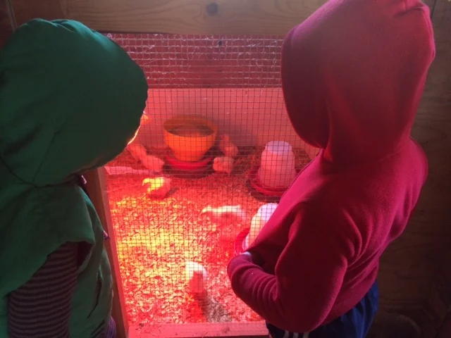 Visiting Heyday Farm