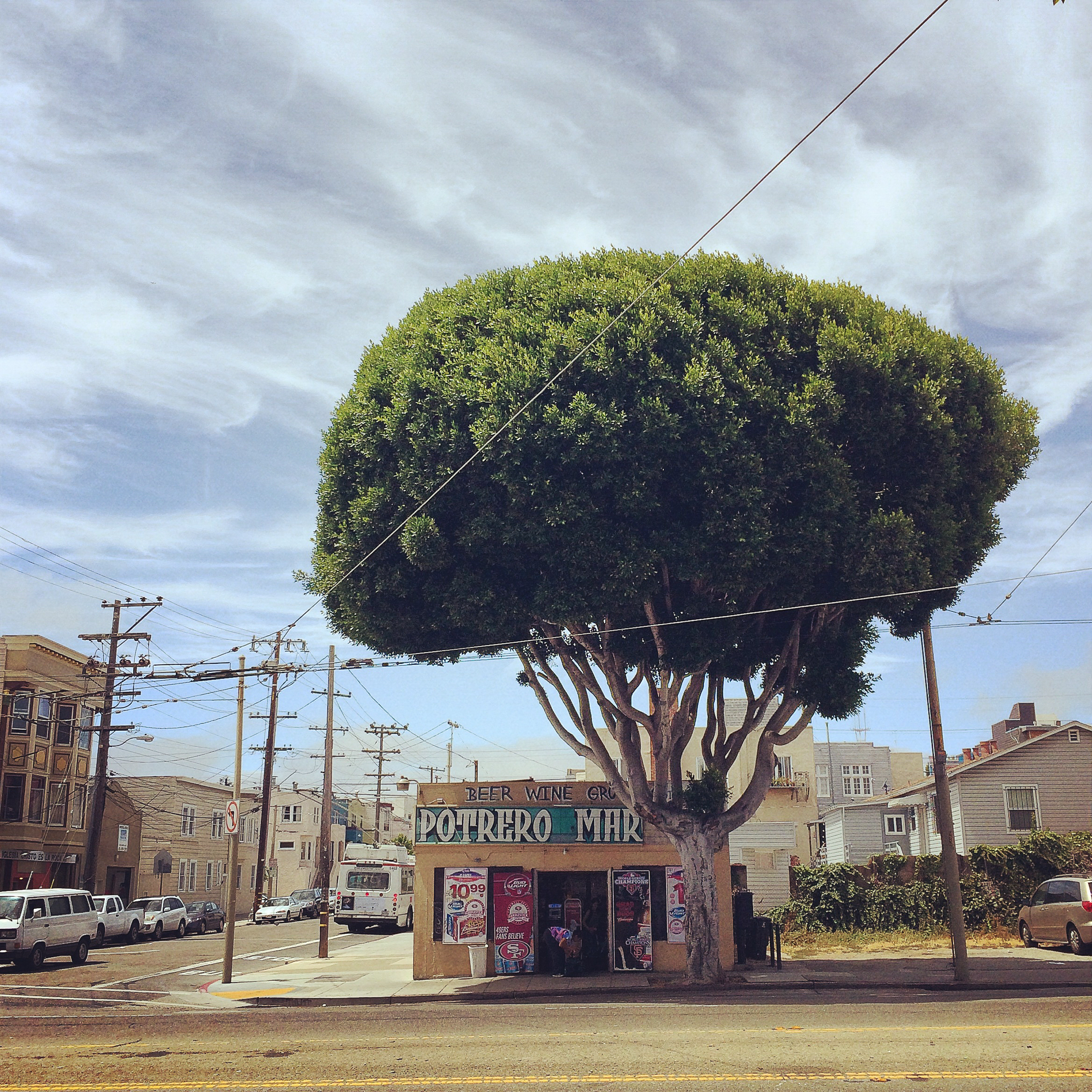 Big tree, little Potrero Market. San Francisco, CA.