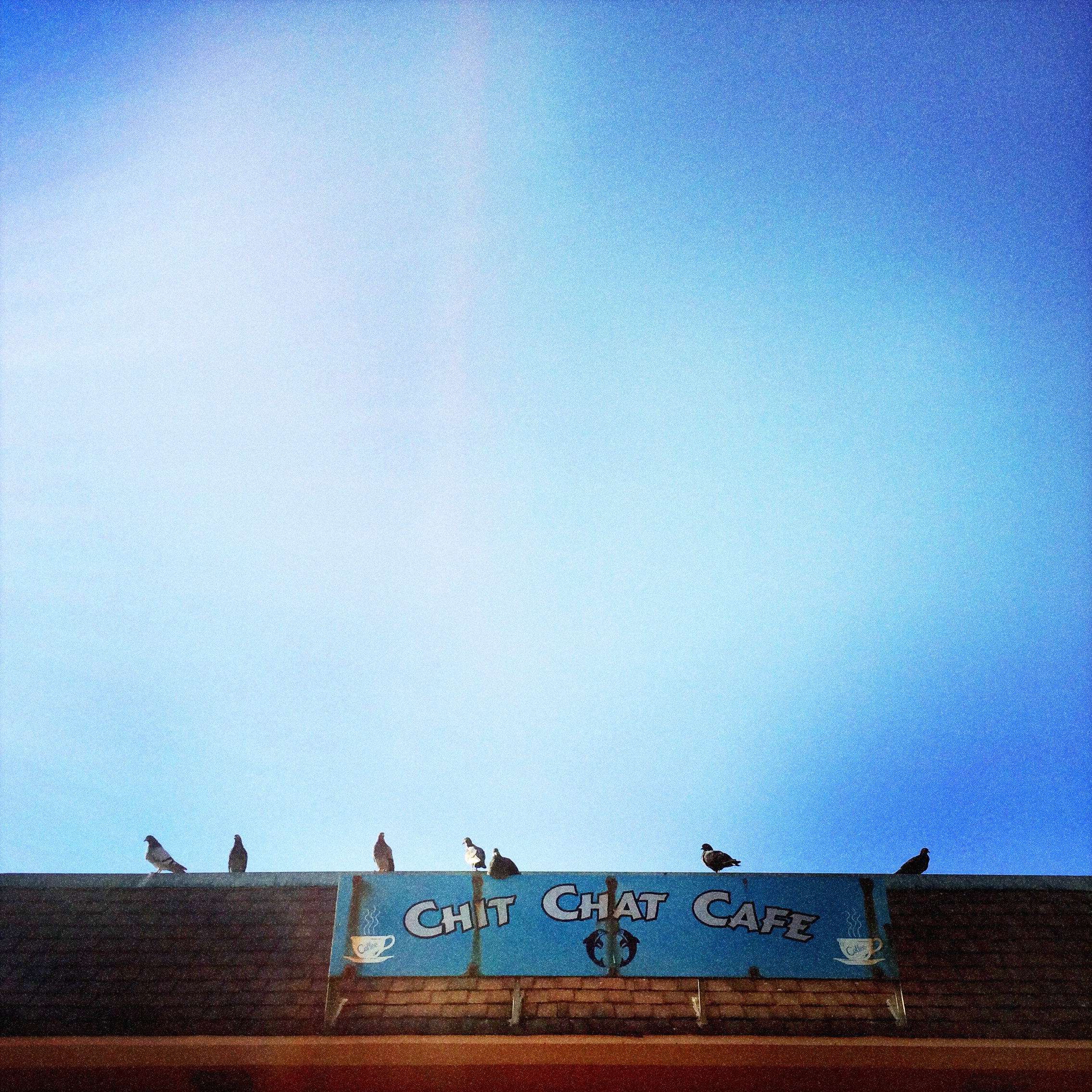 Chat Chat birds, Pacifica Pier, CA.