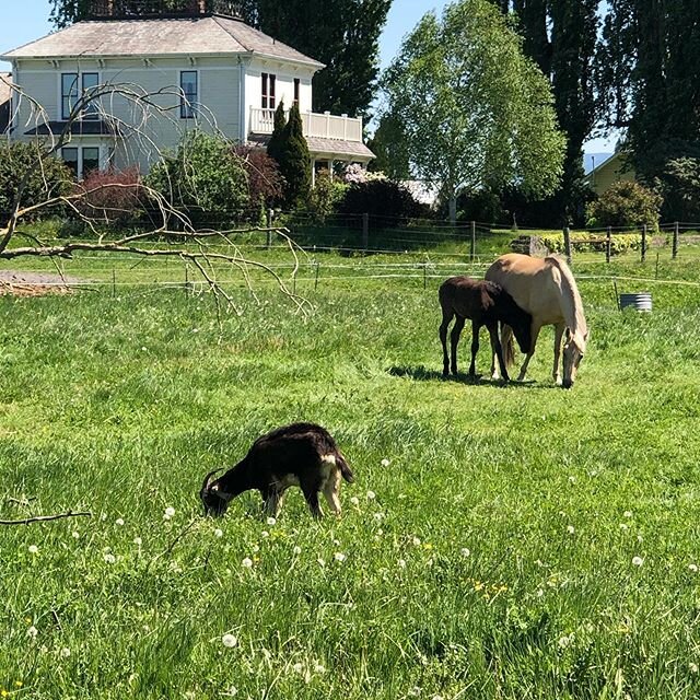 Gorgeous day in the Skagit 
#farmlife #horsesofinstagram #farmhouselove
