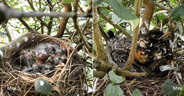 The #robinchicks grow up so quickly!