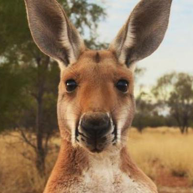 Kangaroo