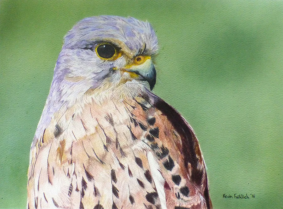 Kestrel - Original SOLD