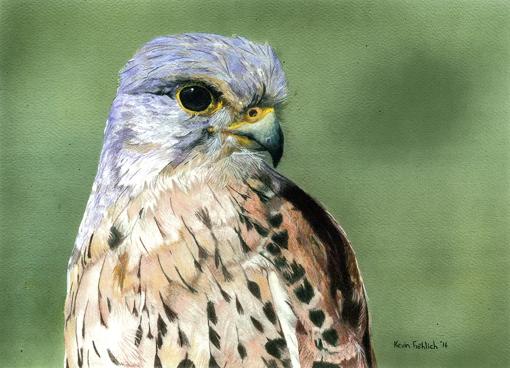 Kestrel2Satsm.jpg