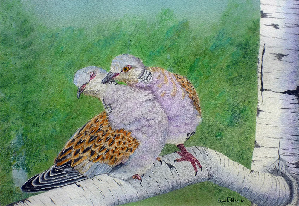 Turtle Doves