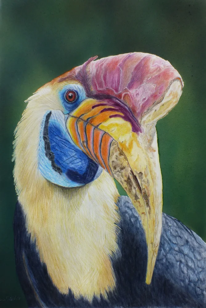 Knobbed Horbill