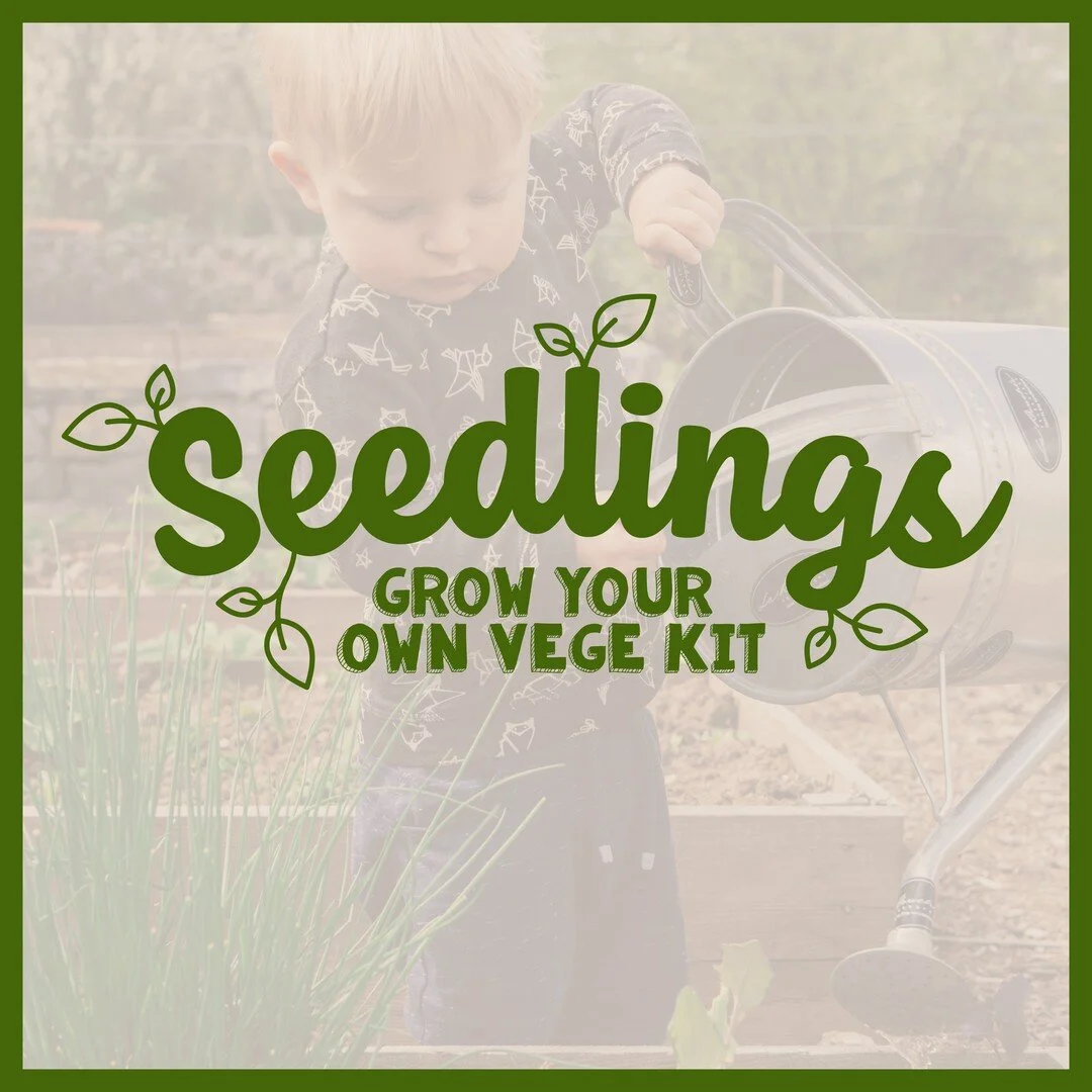 Plants + Cute = Seedlings, a vege growing kit for kids, complete with hand drawn vege characters 🥦 🍅 🥕
.
#nzdesigner #freelancegraphicdesigner #logos #logoinspire #brandidentity #logodesigner #customlogo #logodesigns #logoinspirations #professiona