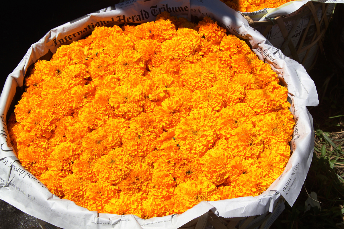 Marigolds ready for market
