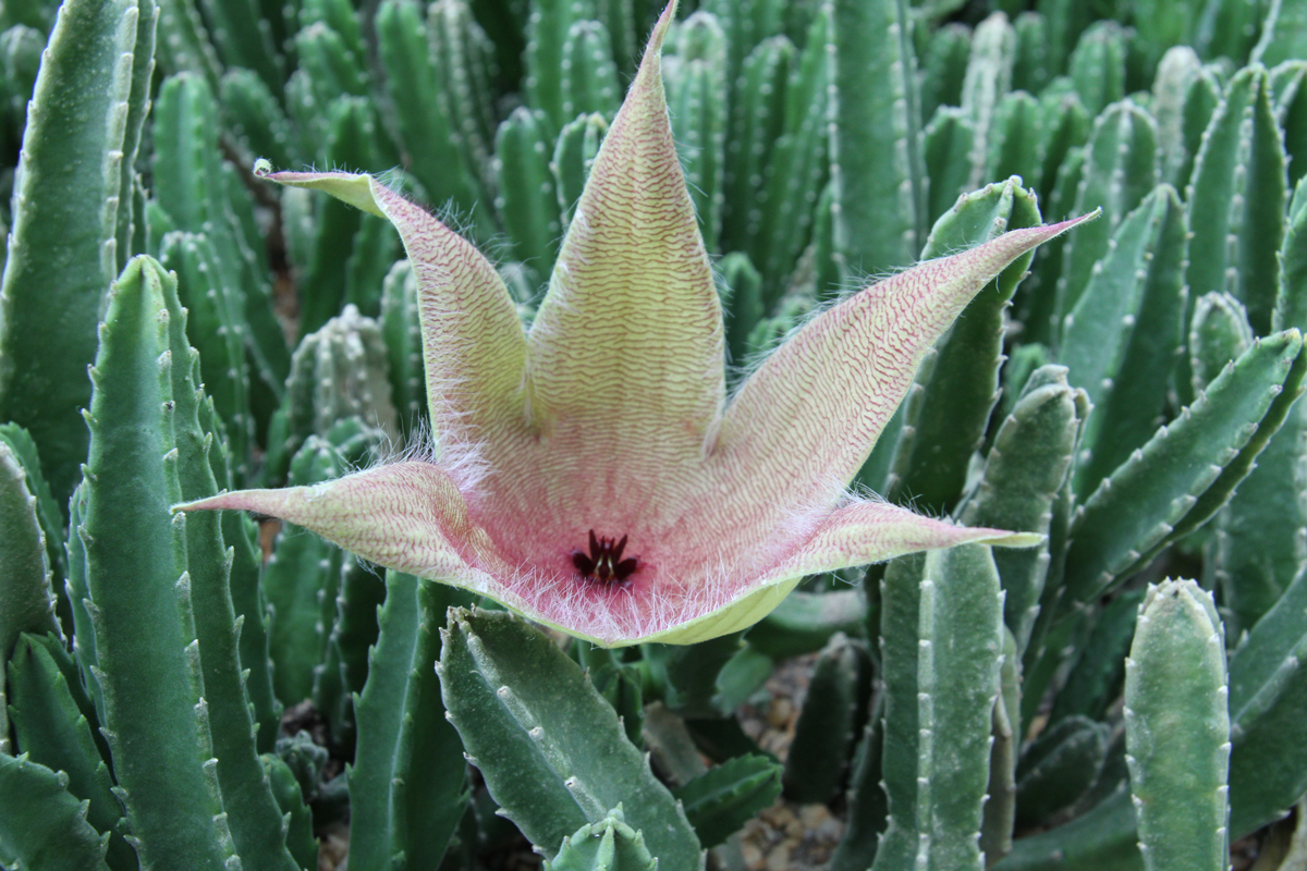 Stapeliad carrion flower