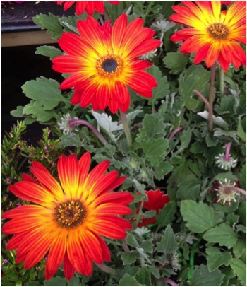 Actotis (Aurora Daisy).jpg