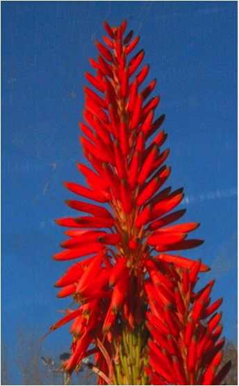 Aloe-aloe Super Red.jpg