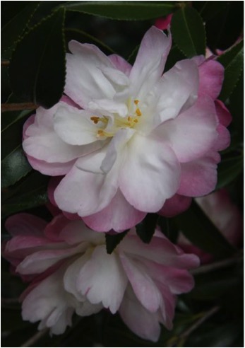 Camellia Sasanqua.jpg