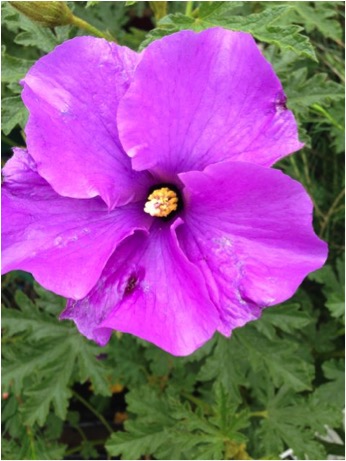 Native Hibiscus.jpg