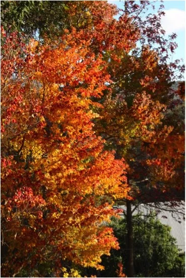 Liquidamber.jpg