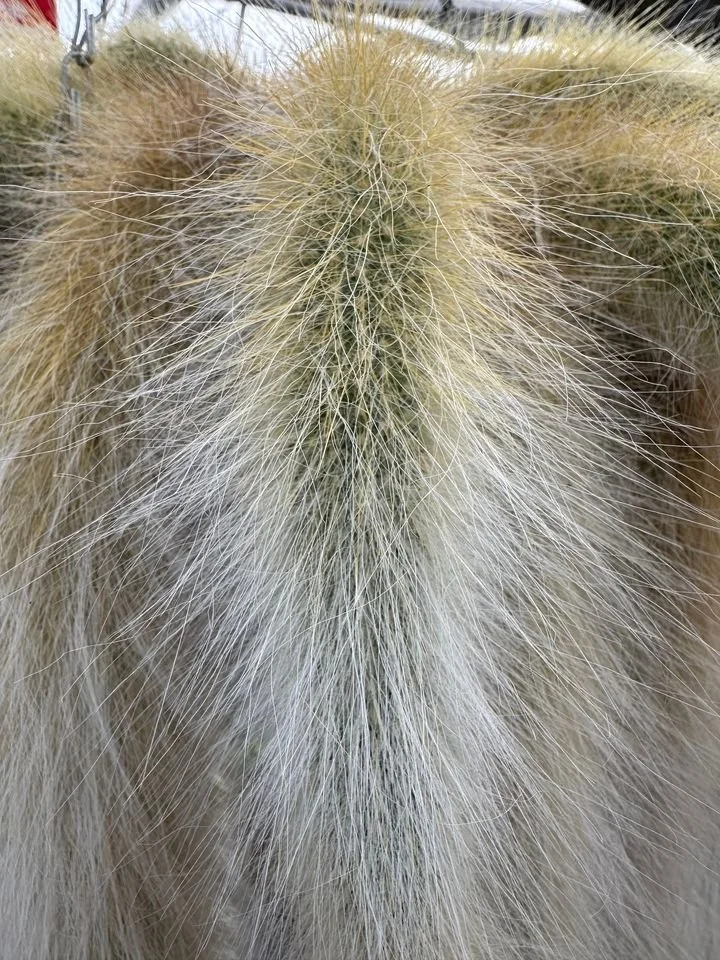 The Iconic White Monkey Tail Cactus
