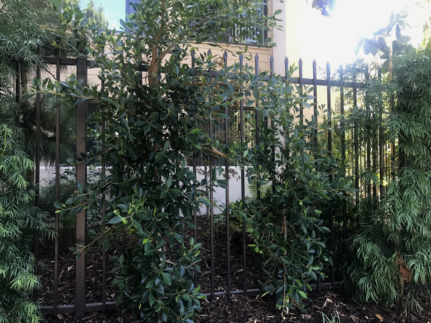 Fencing project 24 by Mission Iron Works