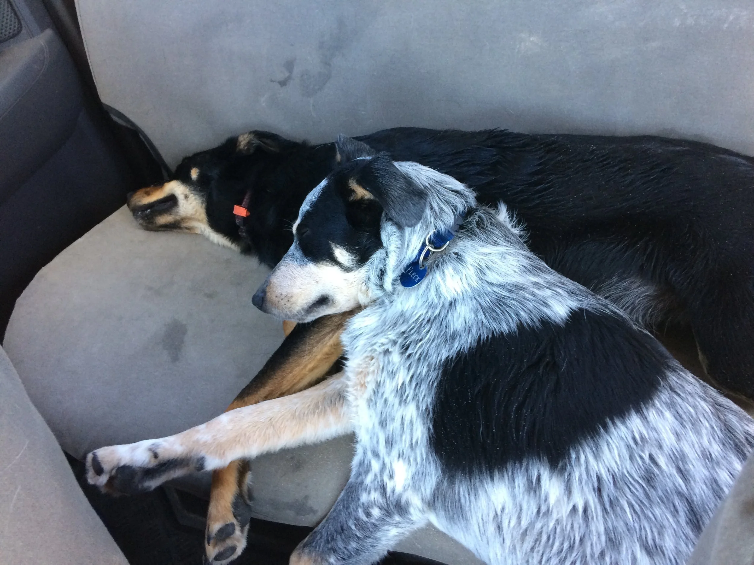 Tuckered out after our beach trip.