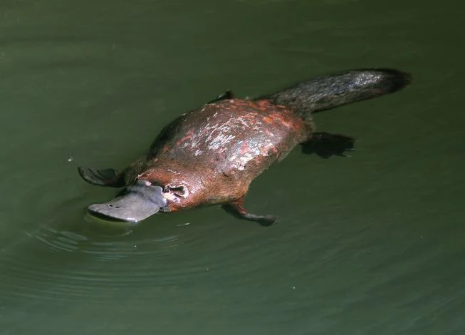 Platypus-Swimming-Water.jpg.653x0_q80_crop-smart.jpg