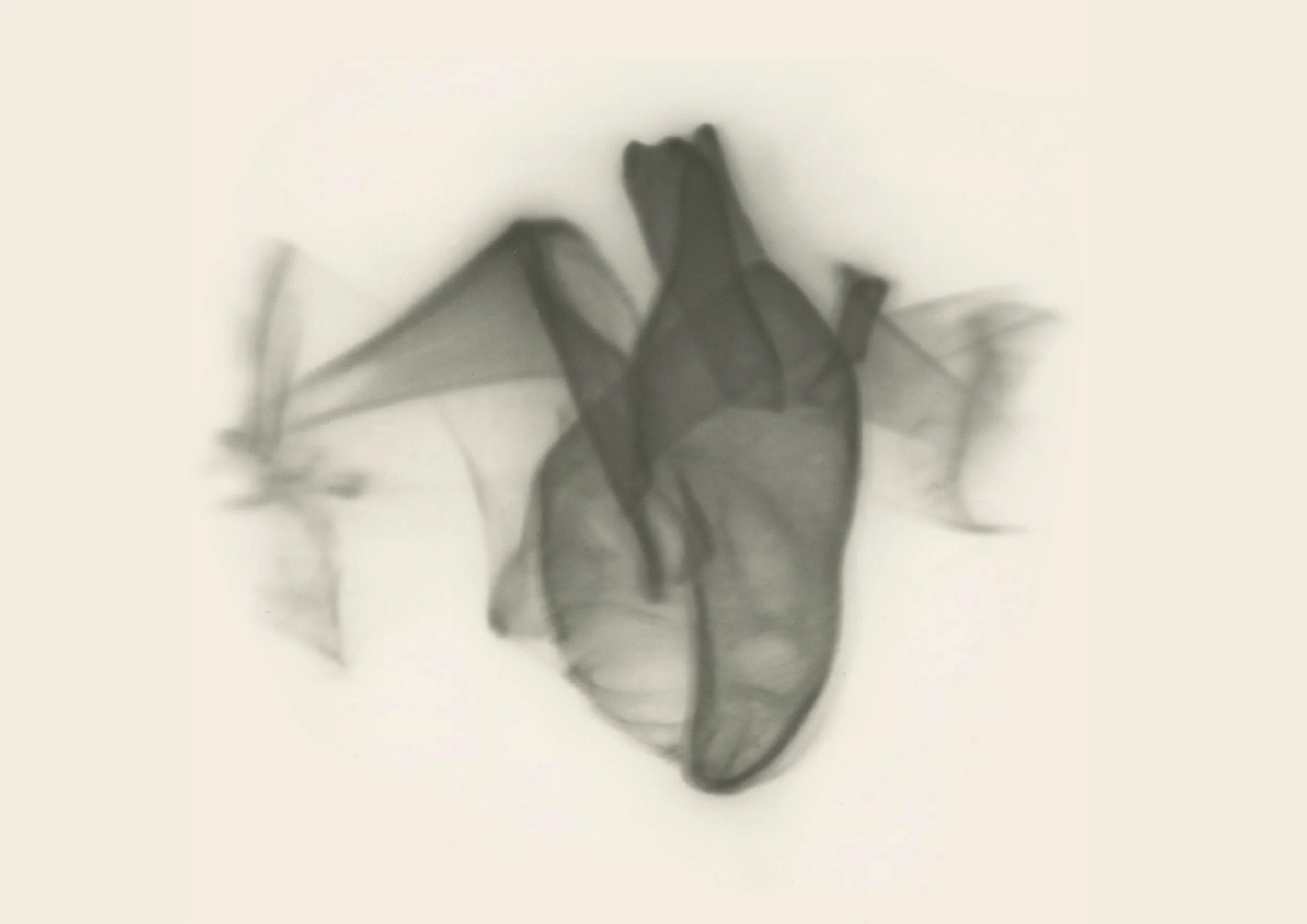 light heart copie.jpg