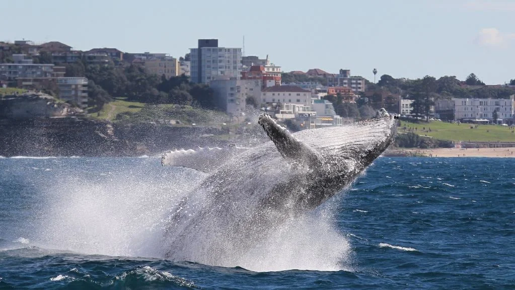 Whale watching at Bondi Beach