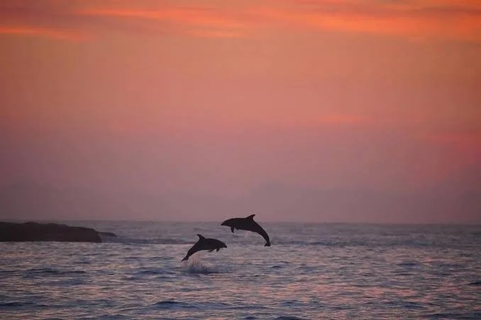 Can you see dolphins at Bondi Beach?