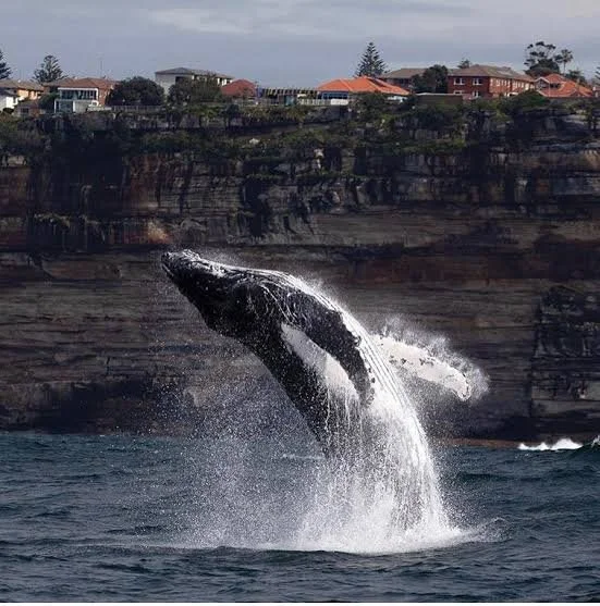 Whale Watching Season At Bondi 2025: Everything You Need To Know