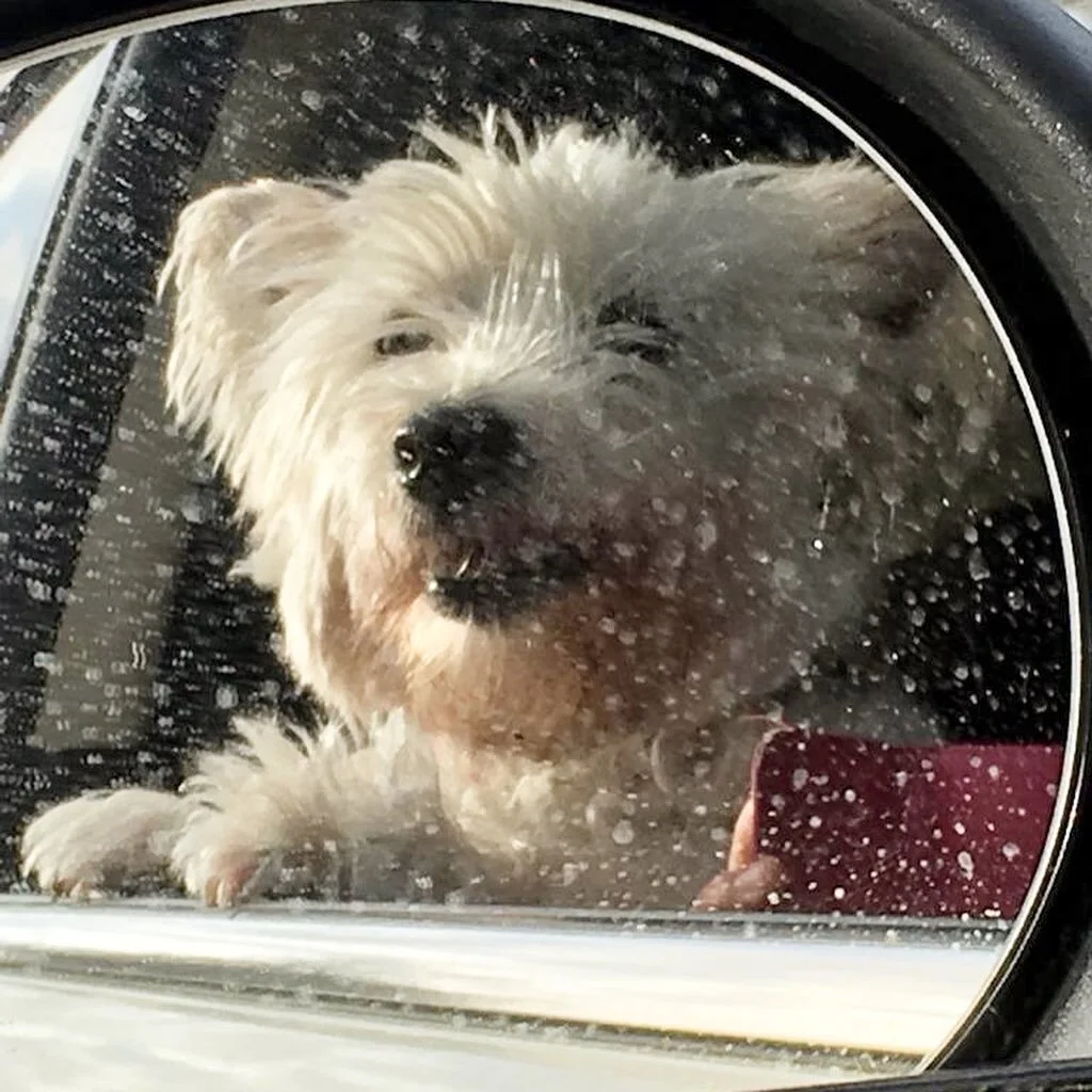 Taking the little pooch on board to meet my new client! хх