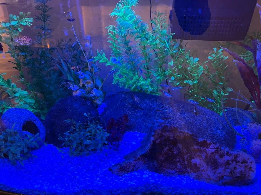 New fish entered into the wild ! Spot the neons!